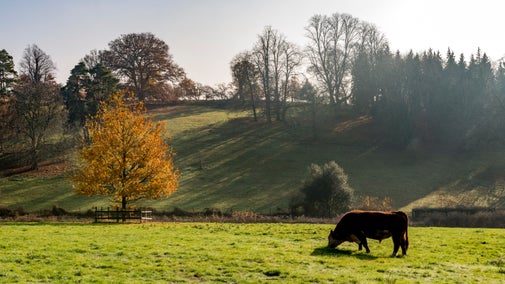 Hereford bull grazing in autumn pasture at Greys Court, Oxfordshire